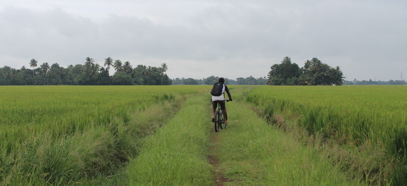 Kuttanad Rice Bowl by Cycle - Ride along the paddy fields