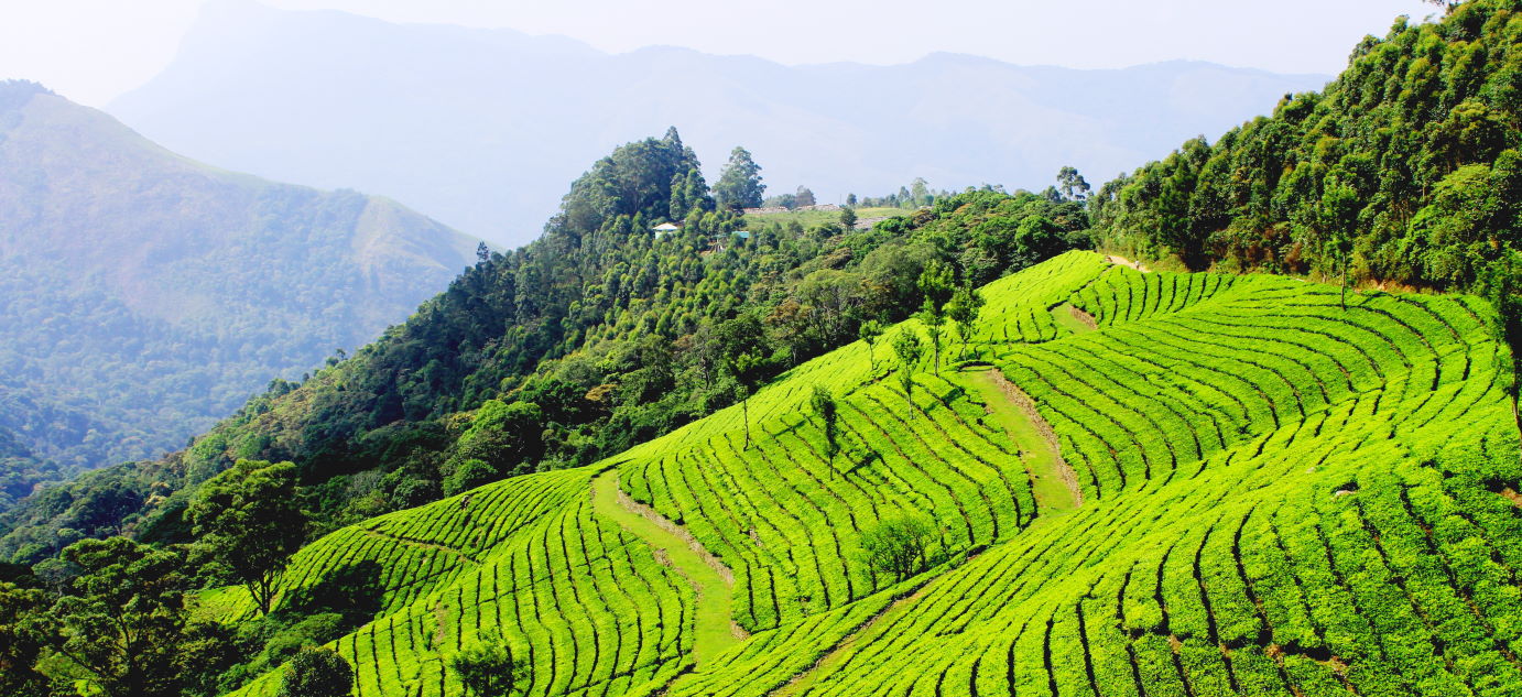 Hills of Kerala - Unwind amidst the scenic tea gardens