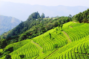 Hills of Kerala