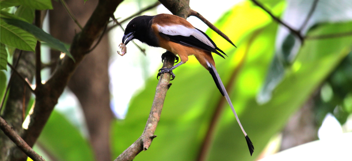 Birding @ Thattekad Sanctuary - A paradise for bird & nature lovers