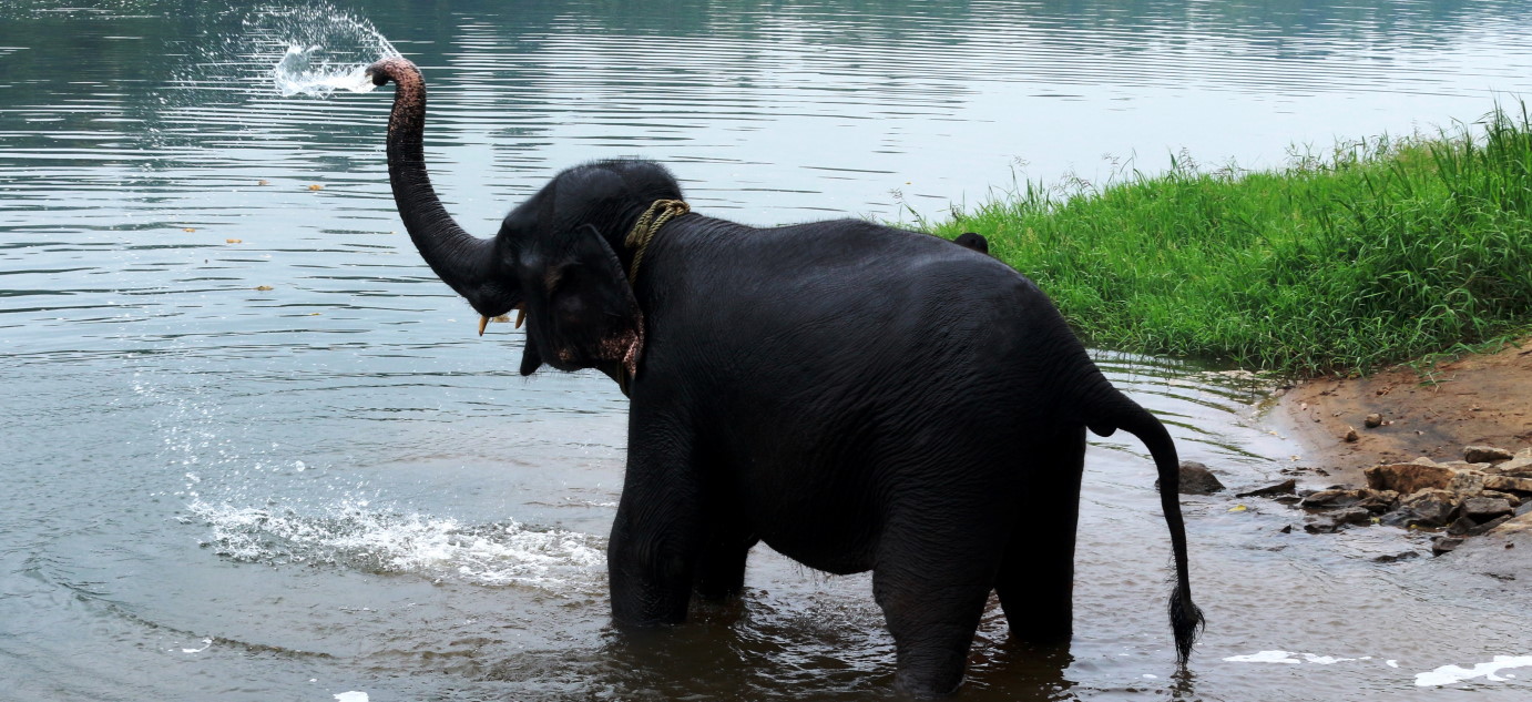 A Day with an Elephant - Bike ride to riverside village of Kodanad